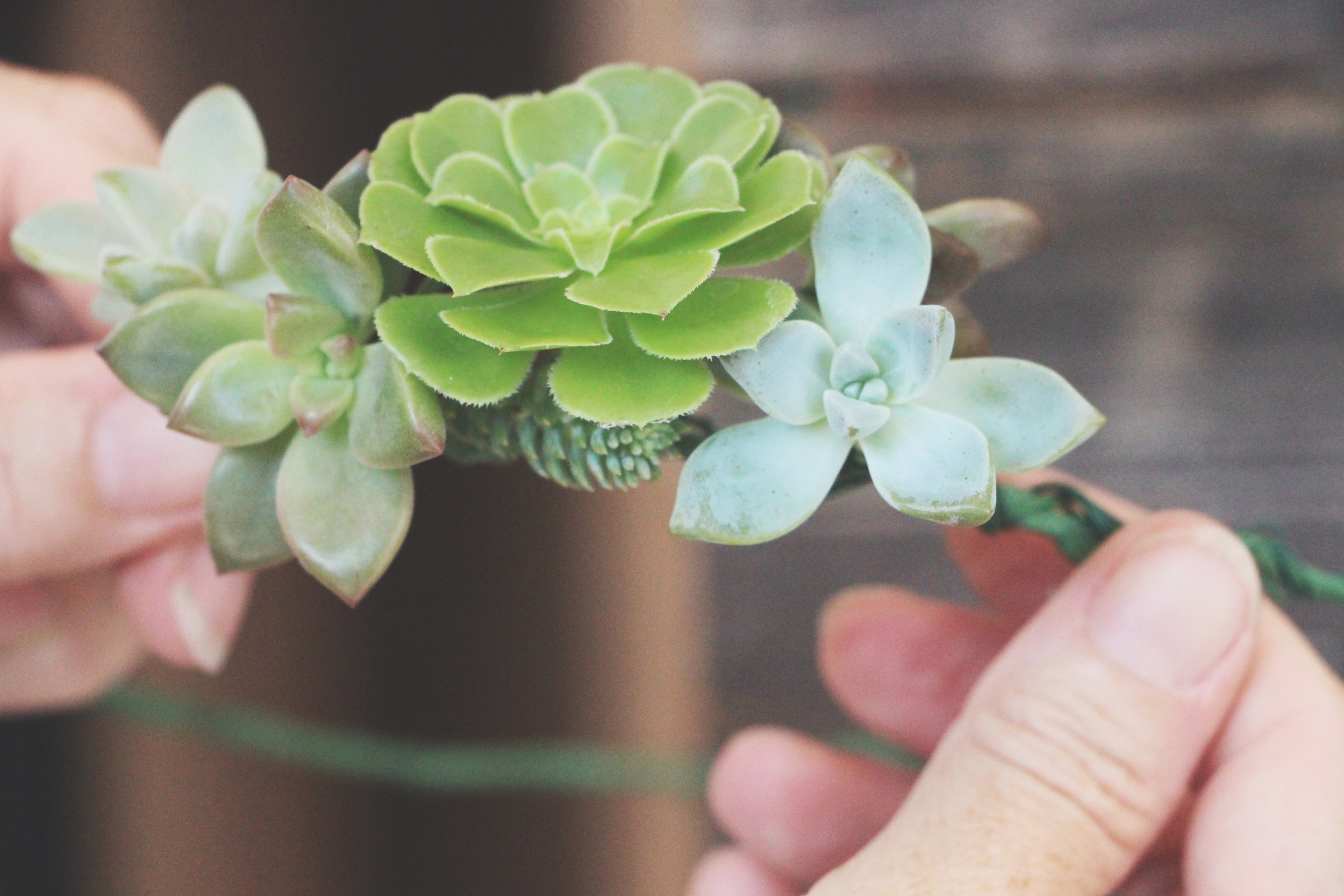 diy succulent crown via needles + leaves
